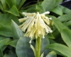 Show product details for Heloniopsis orientalis flavida Snow White